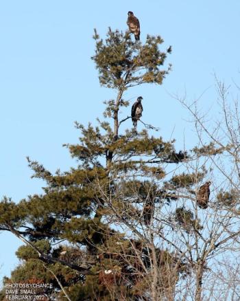 The authors tallied and amazing 37 bald eagles in one particular area along the banks of the Kennebec River in Gardiner during this year’s Great Backyard Bird Count. Courtesy of David Small #bird-column, #great backyard bird count, #maine, #jeff and allison wells, #birds, #boothbay register, bald eagle