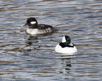 During this year’s Great Backyard Bird Count, the authors saw 55 bufflehead in Wiscasset north of the Route 1 bridge as viewed from near the water treatment plant. Courtesy of David Small #bird-column, #great backyard bird count, #maine, #jeff and allison wells, #birds, #boothbay register, bufflehead