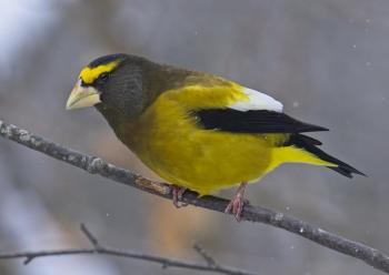 Enormous flocks of evening grosbeaks graced feeders throughout Maine in the 1970s and 80s. Such flocks have long disappeared from the state. Photo courtesy of Mykola Swarnyk, Wikimedia Commons #bird-column, #boothbay register, #evening grosbeak, #Jeff and Allison Wells, #birds, #maine