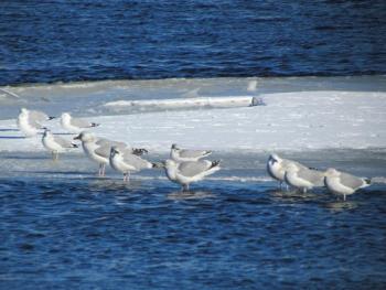 #bird-column, #birds, #maine, #jeff and allison wells, #boothbay register, #flocks, #gulls