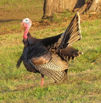 A displaying male wild turkey is a jaw-dropping sight to see. Thankfully, after many decades of reintroduction work, wild turkeys are common in Maine after an absence of more than 100 years. Courtesy of Jeff Wells #bird-column, #boothbay register, #wild turkey, #Jeff and Allison Wells, #birds, #maine