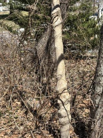 Liberated vine strangled tree. LISA KRISTOFF/Boothbay Register
