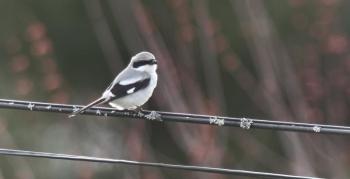 Loggerhead shrikes formerly nested across much of Maine many, many years ago. Now it is an extremely rare visitor. Courtesy of Doug Hitchcox #bird-column, #loggerhead shrike, #rare birds, #maine, #jeff and allison wells, #boothbay register, #penbay pilot, #birds