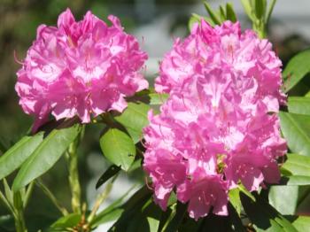 Rhodies. LISA KRISTOFF/Boothbay Register