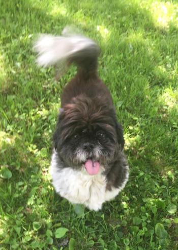 My Rondibear last summer. LISA KRISTOFF/Boothbay Register