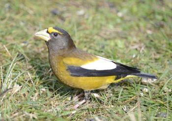 #bird-column, #boothbay register, #jeff and allison wells, #birds, #maine, #evening grosbeak