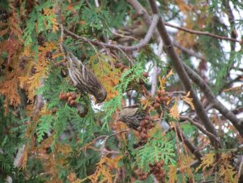 #bird-column, #boothbay register, #jeff and allison wells, #birds, #maine, #pine siskin
