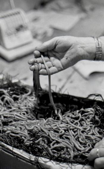 Bloodworms are a favorite bait of anglers and once were shipped daily from Wiscasset to bait and tackle shops as far away as California and Europe. PHIL DI VECE photo