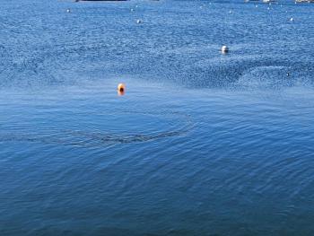The distinctive halo showing that the West Harbor Pond siphon is again operating. Courtesy of Merritt R. Blakeslee