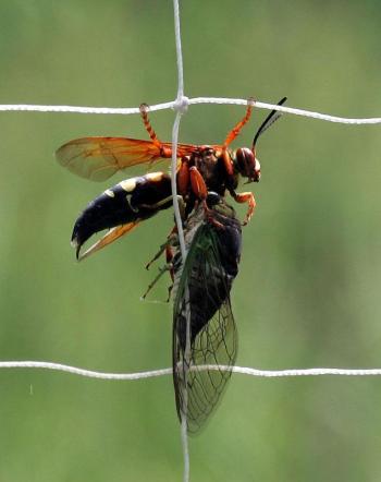 This large wasp parasitizes cicadas. The authors found one on the Kennebunk Plains while looking for birds. Photo by Bill Buchanan, U.S. Fish and Wildlife Service. Courtesy Wikimedia Commons #bird-column, #birds, #cicada, #boothbay register, #Jeff and Allison Wells, #maine, eastern cicada killer wasp