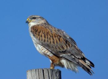A ferruginous hawk, like this one, is a species of the western US. It had never been recorded anywhere in New England until this past July, when one was found in Maine. Courtesy of Alan Schmierer #bird-column, #birds, #cicada, #boothbay register, #Jeff and Allison Wells, #maine, #ferruginous hawk