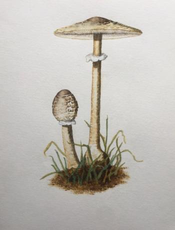 Parasol mushroom. Illustration by Hilary E. Bartlett