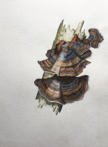 Turkey tail. Illustration by Hilary E. Bartlett