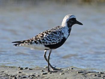 #bird-column, #birds, #jeff and allison wells, #maine, #boothbay register, #black-bellied plover, #wharton point