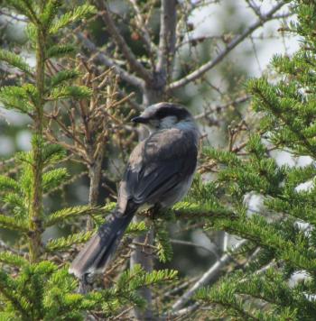 Canada jays are among the bird species that regularly eat lichens and other fungi. Courtesy of Jeff Wells #bird-column, #boothbay register, #jeff and allison Wells, #maine, #cornell, #archie ammons, #mushrooms