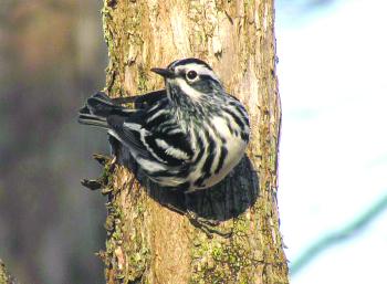 Black-and-white warbler, one of many warbler species easily seen while exploring Maine trails in spring and summer. Courtesy of Jeff Wells black-and-white warbler