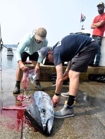 Joseph Dello Russo, left, and Blaise Jenner collect samples at the 2023 Boothbay Harbor Tuna Challenge. FRITZ FREUDENBERGER/Boothbay Register Researchers take tuna samples