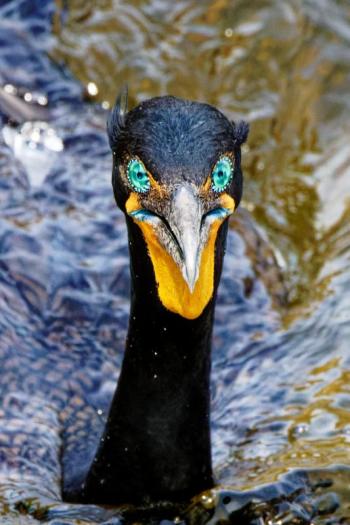 Crazy Eyes - Michael Giglia photo