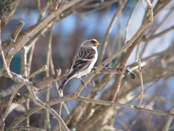 Common redpolls are among the northern finch species that birders excitedly hope to see during "irruption" years, when the species moves south in large numbers. Courtesy of Jeff and Allison Wells Common redpolls are among the northern finch species that birders excitedly hope to see during "irruption" years, when the species moves south in large numbers. (Photo courtesy of Jeff and Allison Wells)