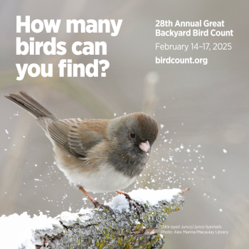 The authors will be participating in the Great Backyard Bird Count this weekend and hope you will participate, too! The authors will be participating in the Great Backyard Bird Count this weekend and hope you will, too!