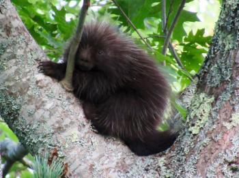 Porcupine. Photo by Callie Wronker