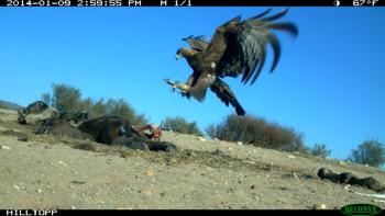 This photo of a golden eagle from a camera trap at a national park in California shows the kind of images that can be used to identify the eagles and other creatures in the area. (Photo courtesy of U.S. National Park Service.) This photo of a golden eagle from a camera trap at a national park in California shows the kind of images that can be used to identify the eagles and other creatures in the area. (Photo courtesy of U.S. National Park Service.)