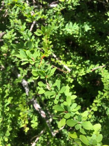 Japanese barberry (Berberis thunbergii). Courtesy of Louisa Crane