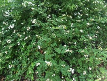 Multiflora rose (Rosa multiflora). Courtesy of Louisa Crane