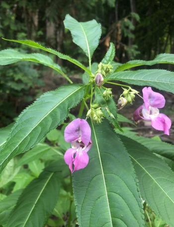 Ornamental jewelweed (Impatiens glandulifera). Courtesy of Louisa Crane