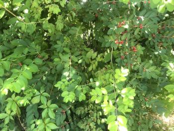 Shrubby honeysuckle (Lonicera spp.). Courtesy of Louisa Crane
