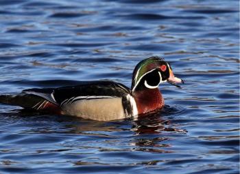 Wood ducks have begun returning for the breeding season, showing off their bounty of beautiful colors, including the green on their heads. Courtesy of Dave Small Wood ducks have begun returning for the breeding season, showing off their bounty of beautiful colors, including the green on their heads. Courtesy of Dave Small