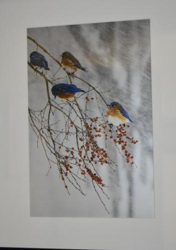 Anne Post Poole: "Bluebird Blizzard."