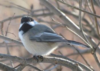 Adding to the bird song symphony are chickadee alarm calls when they see hawk in the area. (Photo courtesy of Jeff Wells)
