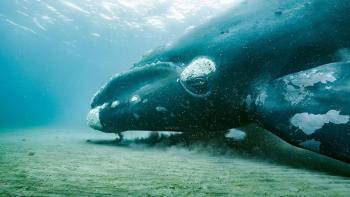 See "Coasts: Planet Earth III" April 27 at the Lincoln Theater. Photo courtesy of the BBC