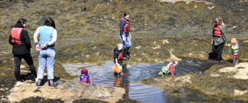 Over 50 people came to explore tidepools April 15 during an event hosted by Boothbay Harbor Memorial Library and the Boothbay Sea and Science Center. FRITZ FREUDENBERGER/Boothbay Register