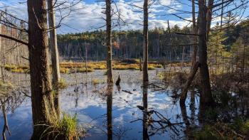 One of several large beaver meadows at Deer Meadow Brook Preserve. Courtesy of Coastal Rivers One of several large beaver meadows at Deer Meadow Brook Preserve. Courtesy of Coastal Rivers