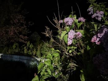 Lilacs glowing in the night provided the perfect backdrop for the authors as they sat on their porch listening as hundreds, maybe thousands of birds migrated overhead from their southern wintering grounds to their breeding areas in the North. Courtesy of Jeff Wells