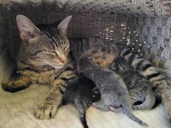 Mamma Mia and babies. Jess Townsend, Midcoast Humane