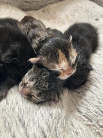 Courtesy of Jess Townsend, Midcoast Humane