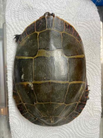 The bilateral symmetry found on typical painted turtle shells. Courtesy of Pam Meier.