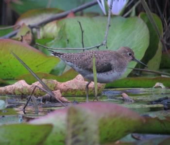 Solitary sandpipers spend the winter months across the southern U.S., Mexico, the Caribbean, and Central and South America along the edges of freshwater marshes, ponds, ditches, and rivers. This one was photographed in Colombia. Photo by Felix Uribe, courtesy of Wikimedia Commons