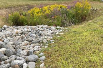 Purple loosestrife grows in water-rich areas, like shorelands and even human-made drainages. FRITZ FREUDENBERGER/Boothbay Register