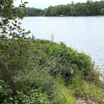 A small patch of purple loosestrife on Knickerbocker Lake in Boothbay. FRITZ FREUDENBERGER/Boothbay Register