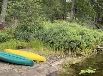 BRWD's Rebecca Jacobs said these two patches of purple loosestrife could take over the shoreline, choking out native plants, if left uncontrolled. FRITZ FREUDENBERGER/Boothbay Register