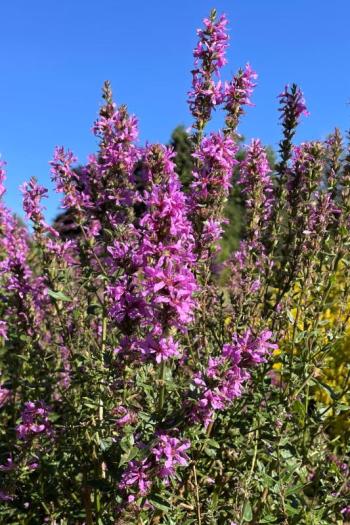 A close-up of purple loosestrife. FRITZ FREUDENBERGER/Boothbay Register
