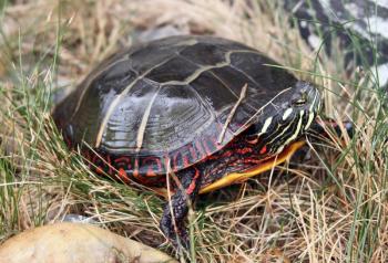 STEVE EDWARDS/Boothbay Register