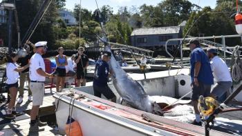 Staff and volunteers handle a 710-pound tuna Sept. 3 during the fourth annual Boothbay Harbor Tuna Challenge. File photo.