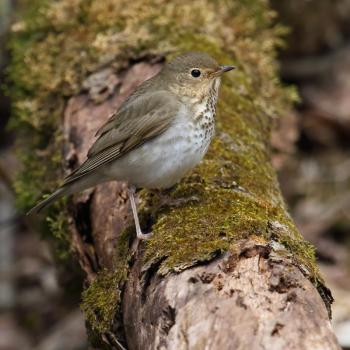 The spring peeper-like song of Swainson's thrush migrating overhead at night are a signature sound of fall in Maine. Photo by Cephas, courtesy of wikimedia commons The spring peeper-like song of Swainson's thrush migrating overhead at night are a signature sound of fall in Maine. Photo by Cephas, courtesy of wikimedia commons