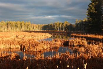 Marsh River Bog, a rare dwarf spruce bog, is a familiar landmark alongside Route 1 in Newcastle. Courtesy of Coastal Rivers