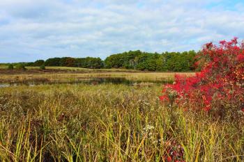 Naturalist Sarah Gladu will lead a guided hike at Salt Bay Farm in Damariscotta on Nov. 17. Courtesy of Coastal Rivers
